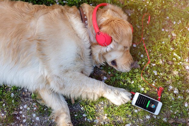 Spotify cung cấp dịch vụ phát nhạc cho thú cưng ở nhà một mình
