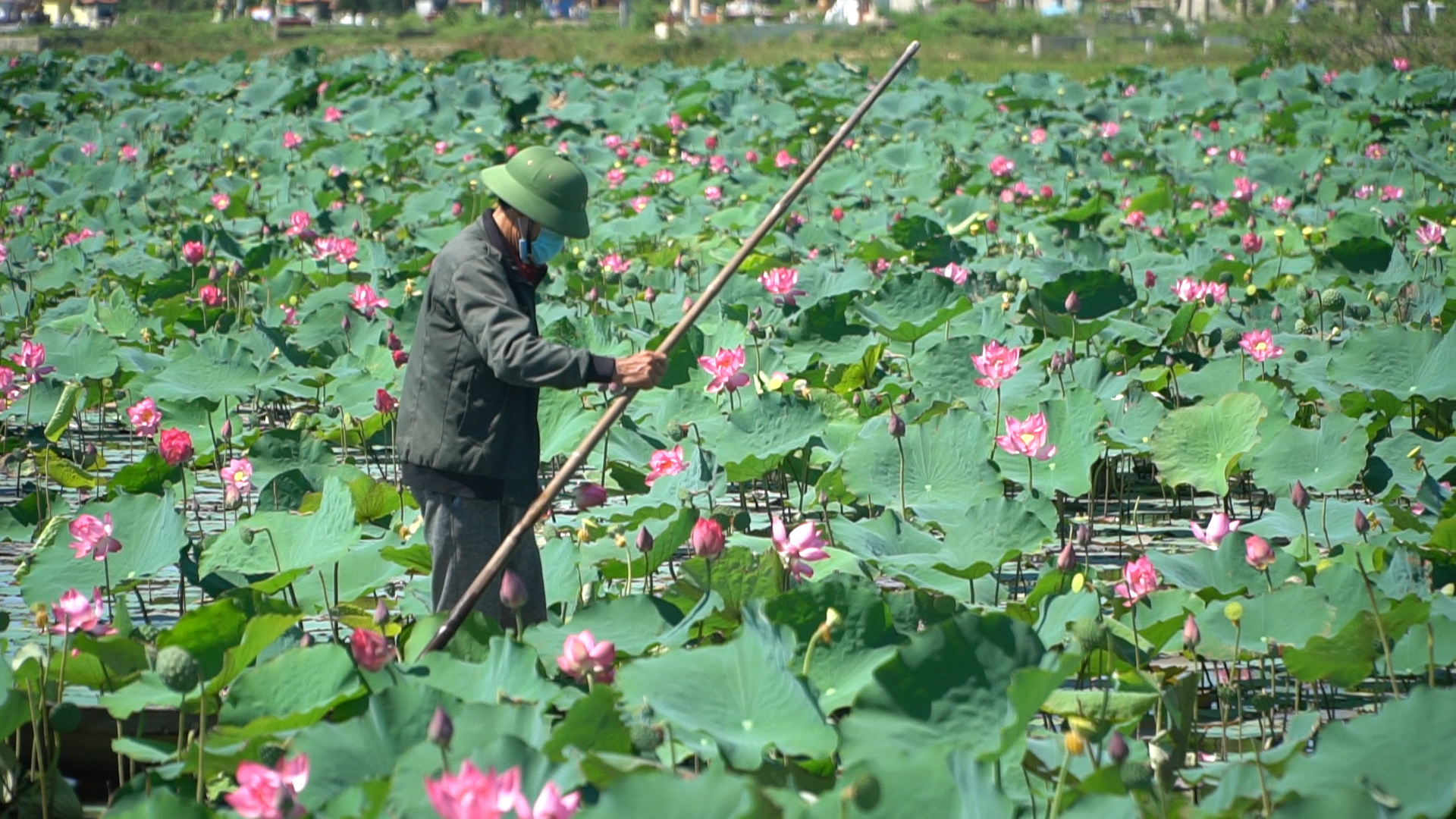 Trồng sen trên đất ruộng