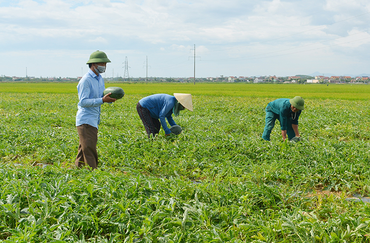 Bố Trạch: Bảo đảm sản xuất nông nghiệp trong mùa dịch Covid