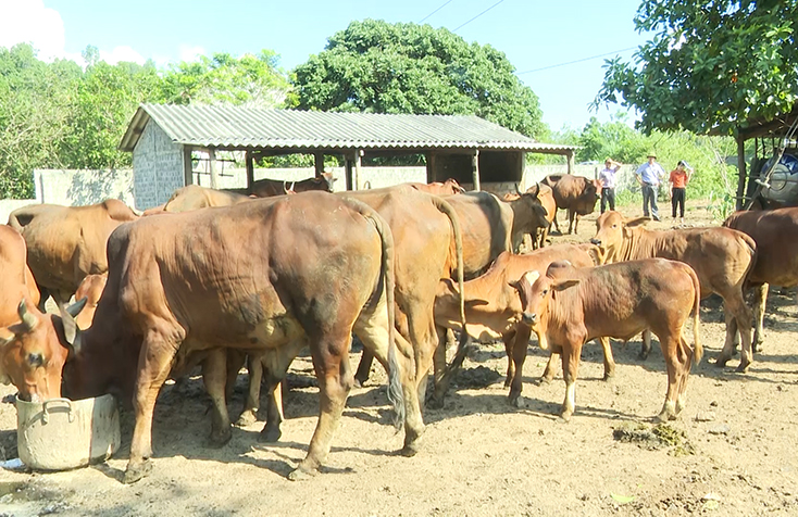 Bố Trạch: Tỷ lệ bò lai và bò thuần ngoại chiếm 74% tổng đàn
