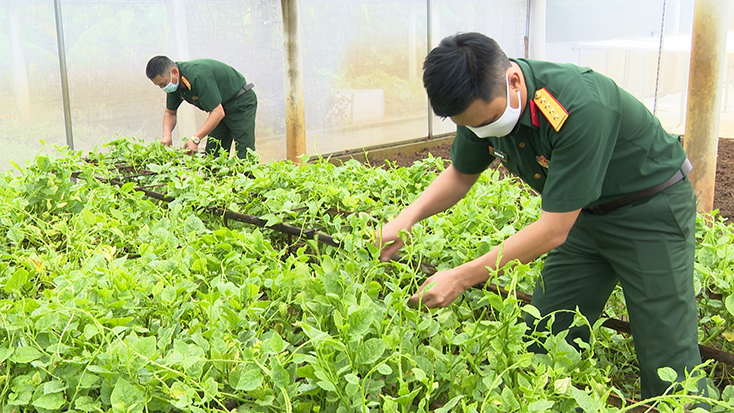 Ban Chỉ huy Quân sự huyện Bố Trạch chủ động bảo đảm rau xanh cho bộ đội