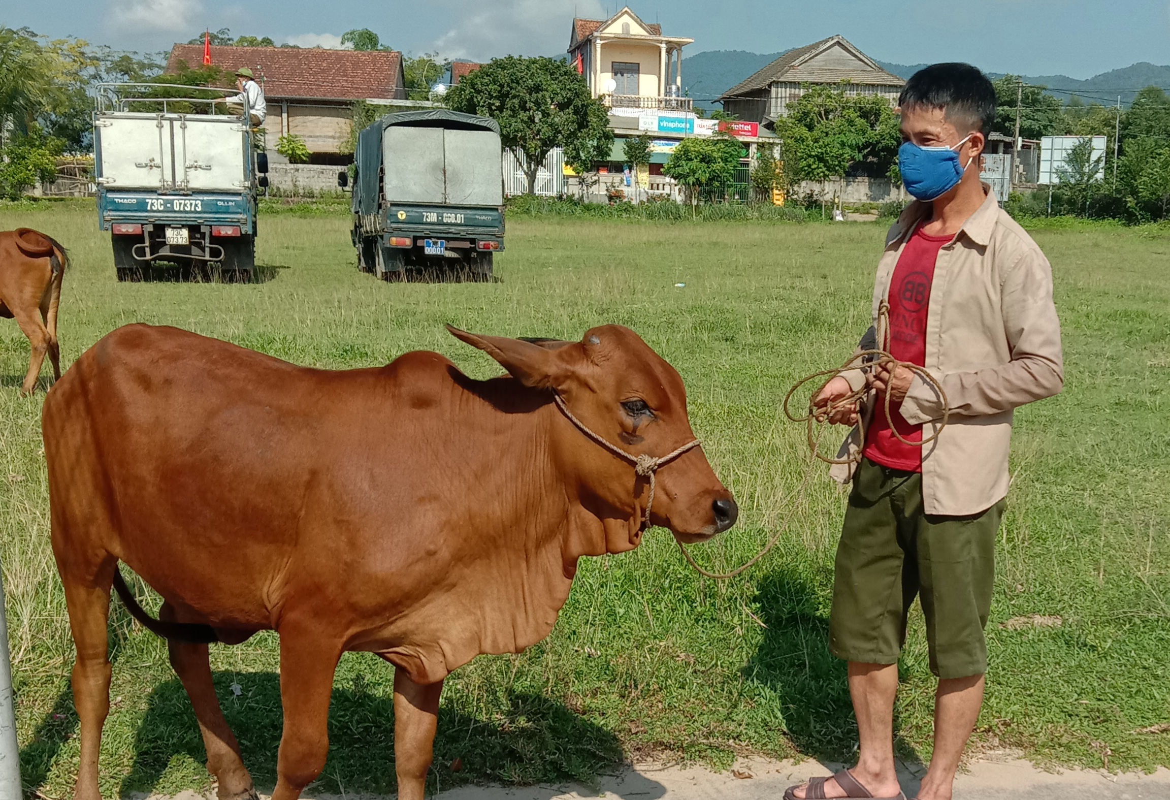 Trao bò giống cho hộ nghèo huyện Tuyên Hóa