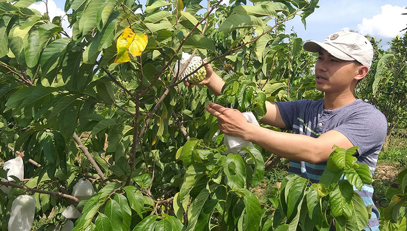 Cây na Thái trên đất đồi Vạn Ninh