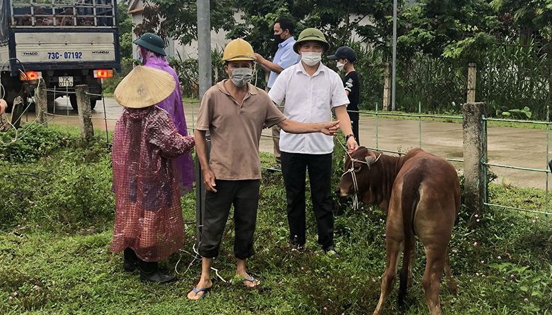 Cấp phát 129 con bò giống cho các hộ nghèo, cận nghèo