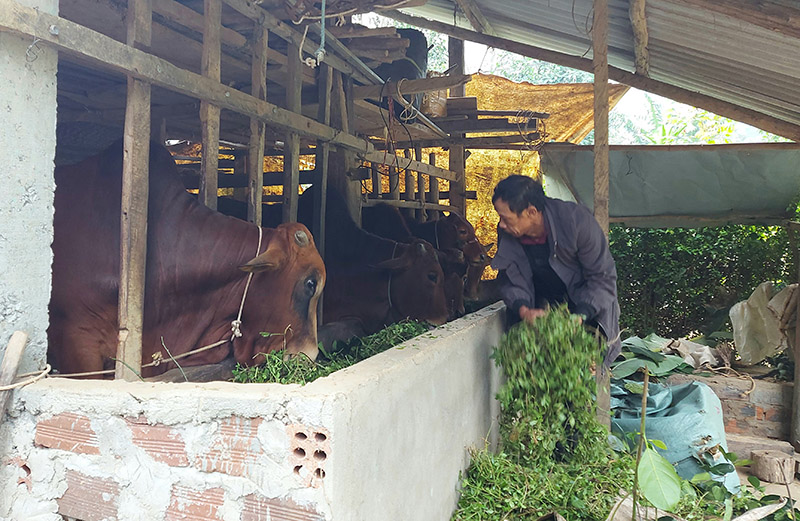 Tuyên Hóa: Hướng dẫn nông dân phòng, chống đói, rét cho vật nuôi