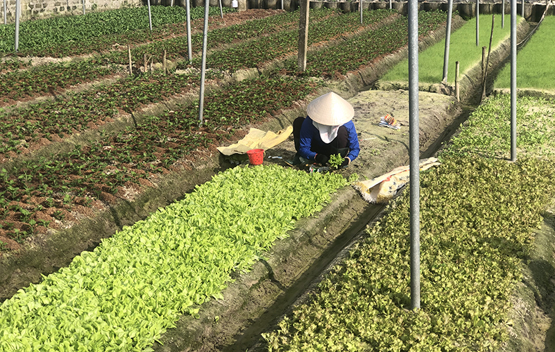 Lệ Thủy: Gieo trồng trên 1000ha rau màu vụ đông-xuân