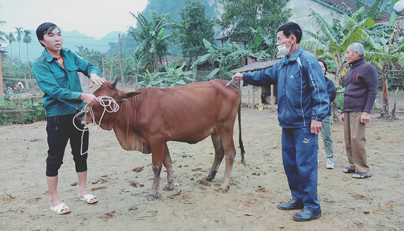 Quảng Bình công bố hết dịch bệnh viêm da nổi cục trên trâu bò