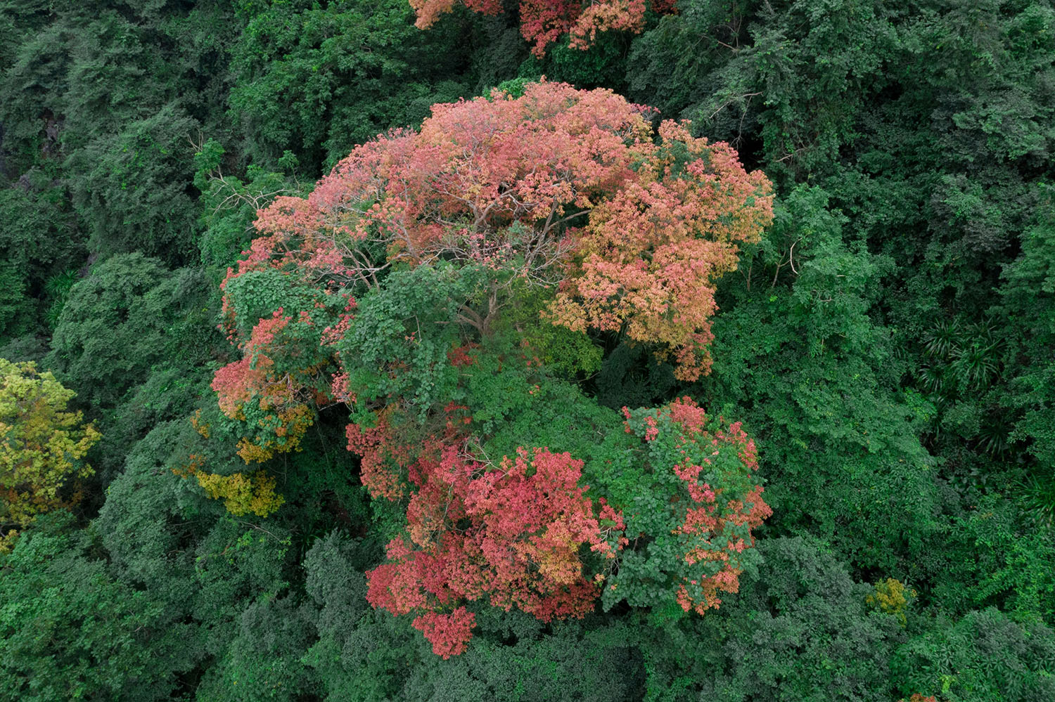 Phong Nha, mùa lá chuyển màu