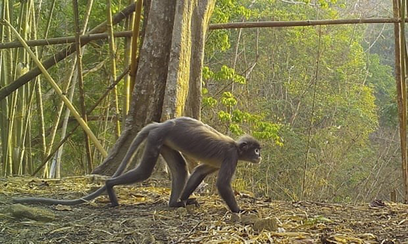 WWF: Phát hiện hơn 220 loài mới tại khu vực Mekong mở rộng