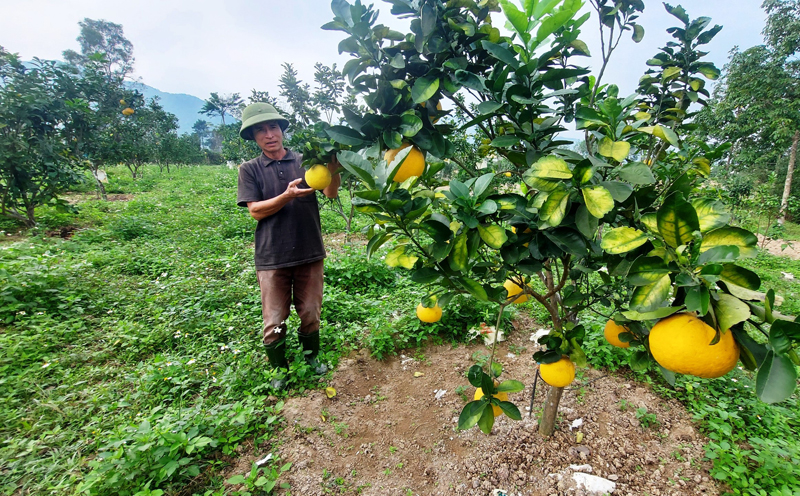 "Quả ngọt" trên vùng đất cằn