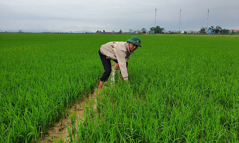 Khi cây lúa… thực hiện SRI