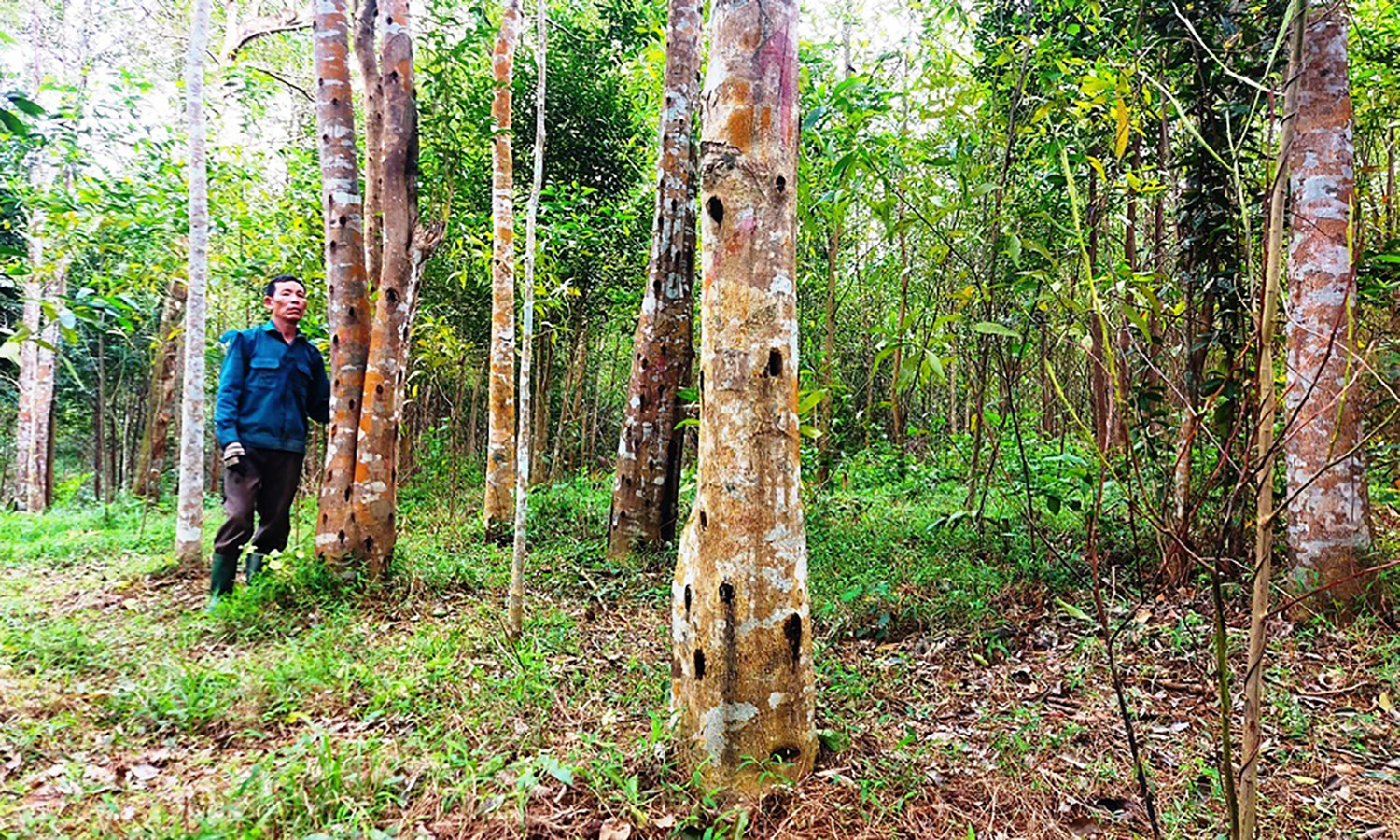Giấc mơ trầm hương khó thành hiện thực?