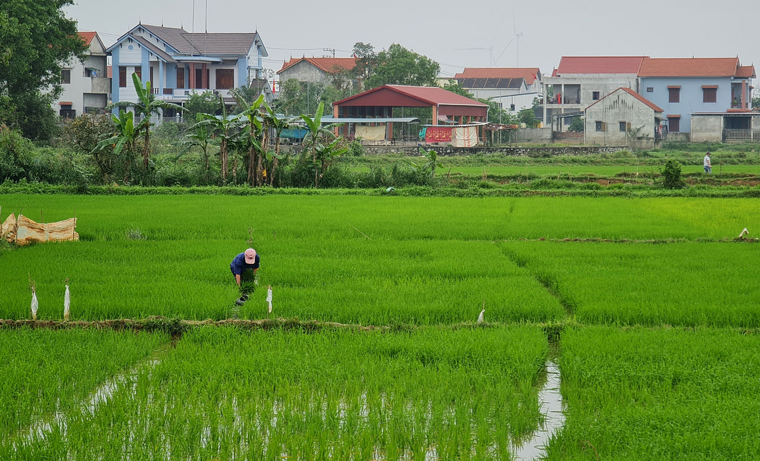 Hơn 830ha lúa đông-xuân bị sâu bệnh và chuột phá hoại