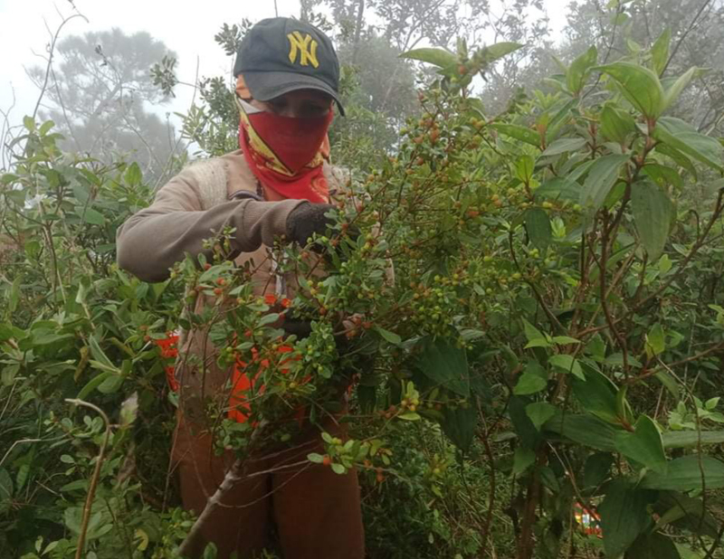 Mùa "ăn dâu" trên dãy Hoành Sơn