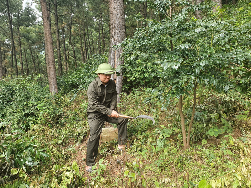 Trồng gần 1.490ha rừng phòng hộ bằng cây bản địa từ dự án JICA2