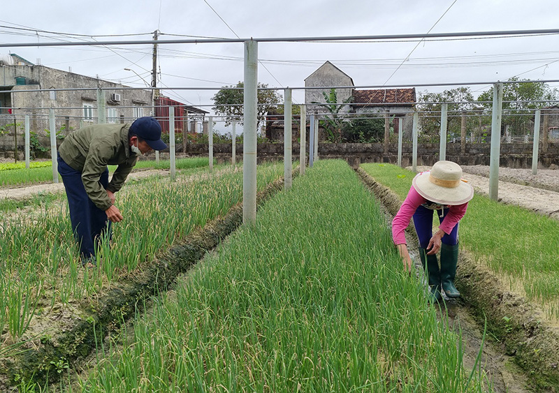 Hiệu quả mô hình vườn mẫu ở Lệ Thủy