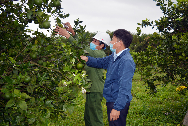 Hiệu quả các mô hình kinh tế nông nghiệp trong xây dựng nông thôn mới