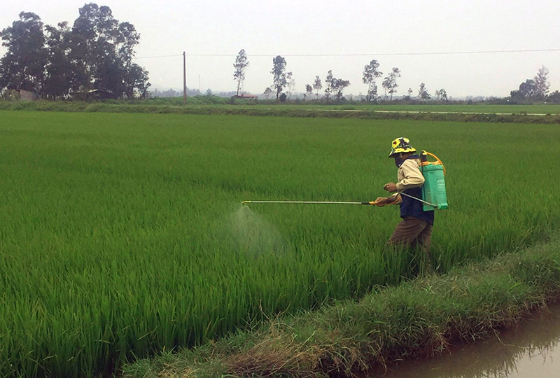 Gần 2.150ha cây trồng bị sâu bệnh và chuột gây hại