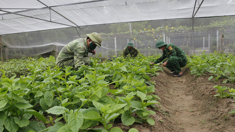 Khi lính biên phòng tăng gia sản xuất