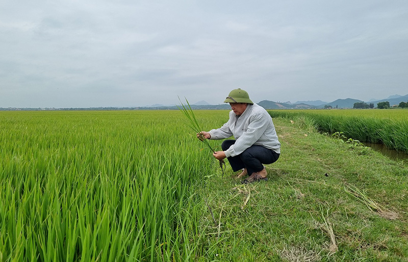 Phát huy phẩm chất "Bộ đội Cụ Hồ" tích cực phát triển kinh tế