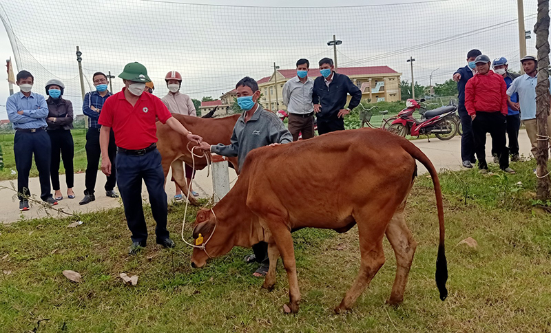 Bàn giao bò sinh sản do Quỹ Thiện Tâm tài trợ