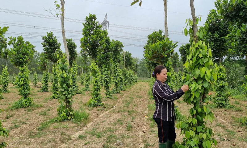 Đồng hành cùng hội viên phát triển kinh tế