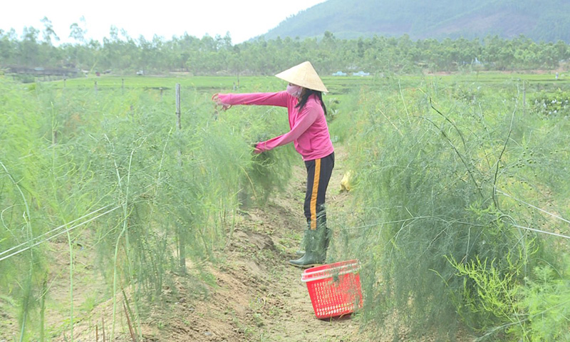 Quảng Trạch: Khuyến khích chuyển đổi cây trồng, vật nuôi