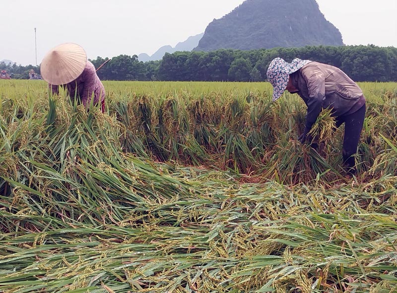 Khẩn trương thu hoạch đối với những diện tích lúa chín bị gãy, đổ