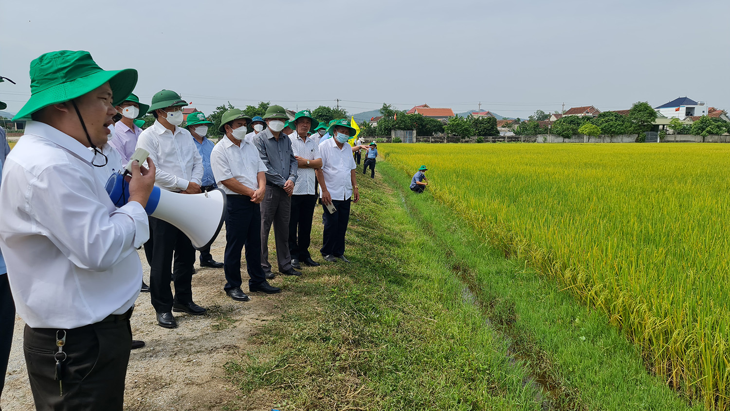 Liên kết sản xuất lúa-gạo hữu cơ ST25