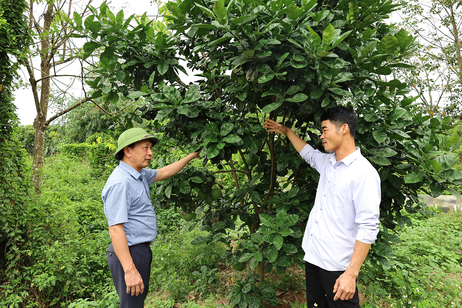 Đồng chí Phó Bí thư Thường trực Tỉnh ủy kiểm tra tình hình sản xuất tại huyện Quảng Ninh