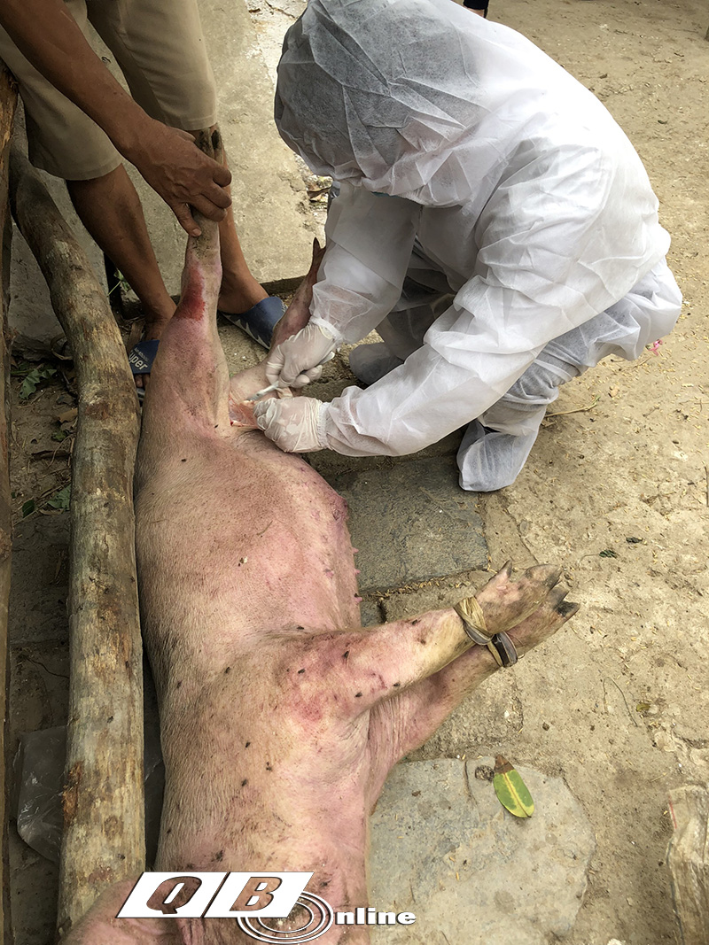 Xuất hiện ổ dịch tả lợn châu Phi tại huyện Quảng Trạch