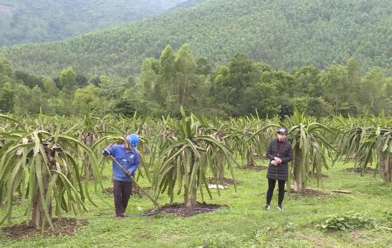 Nông dân Quảng Trạch phát triển kinh tế vùng gò đồi