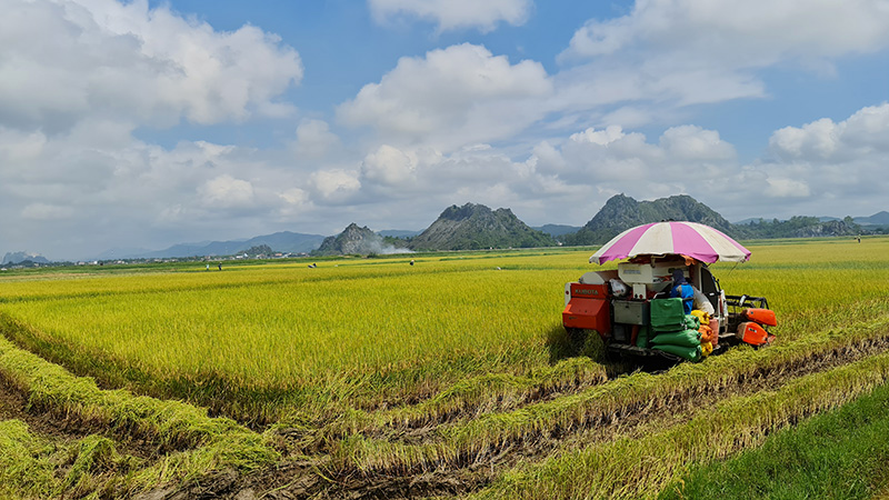 Hơn 6.200ha lúa đông-xuân đã được thu hoạch