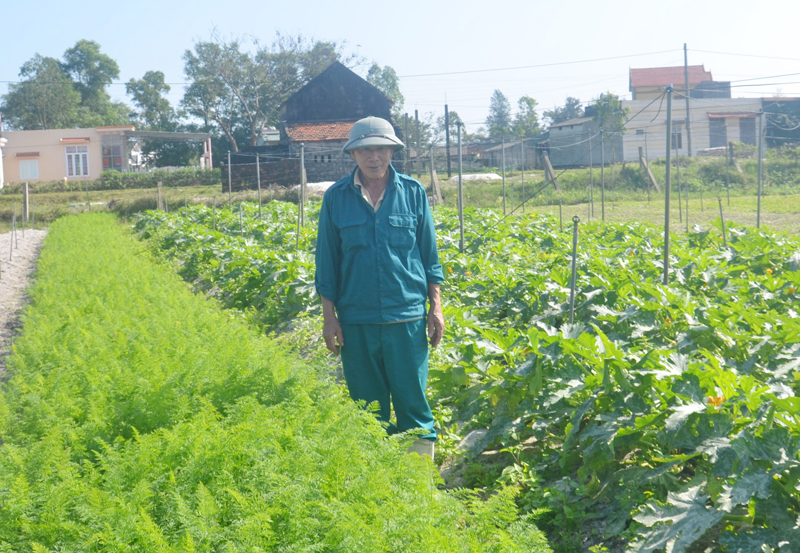 Triển vọng cây sa sâm trên vùng đất cát