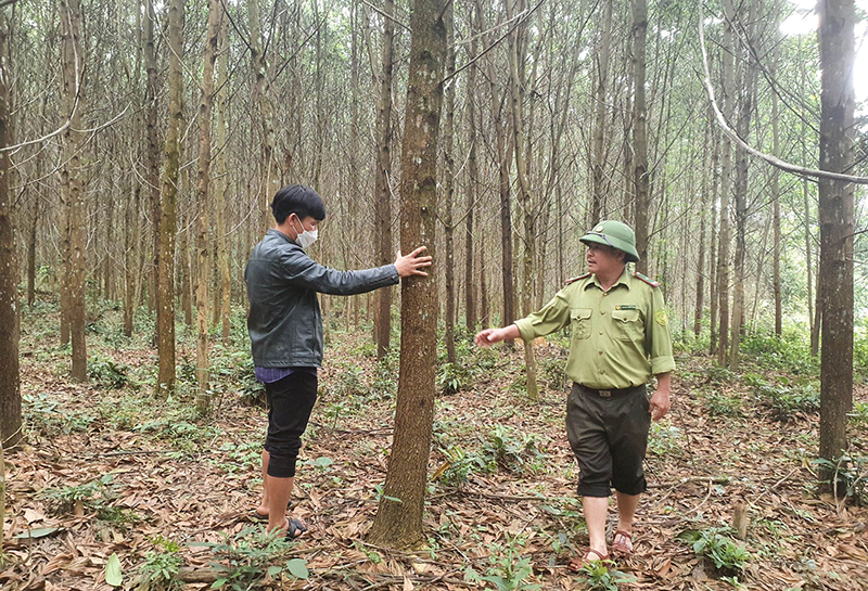 Nâng tầm gỗ rừng trồng