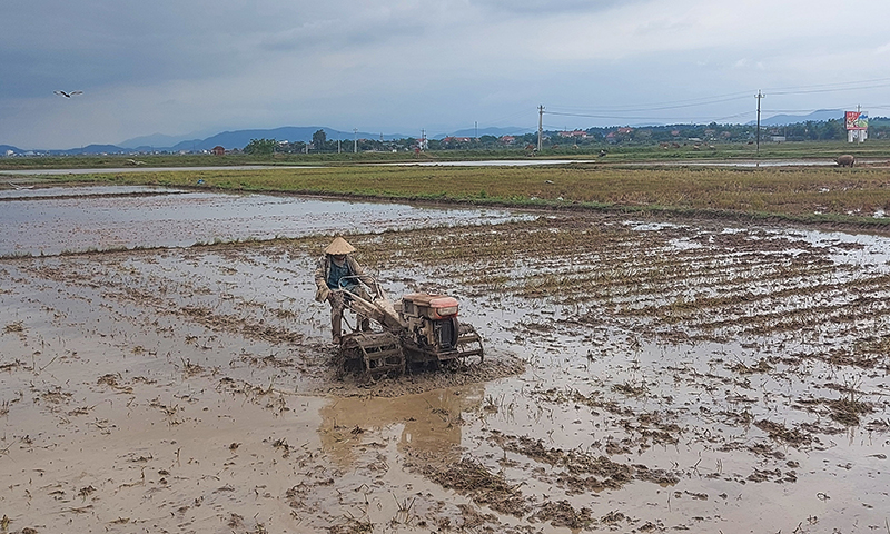 Chuyển đổi cây trồng, ứng phó với biến đổi khí hậu