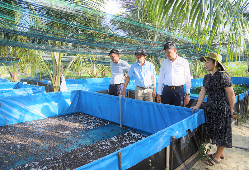 Áp dụng đại trà mô hình nuôi ếch Thái Lan trong bể lót bạt