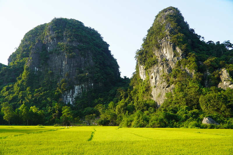 Cánh đồng