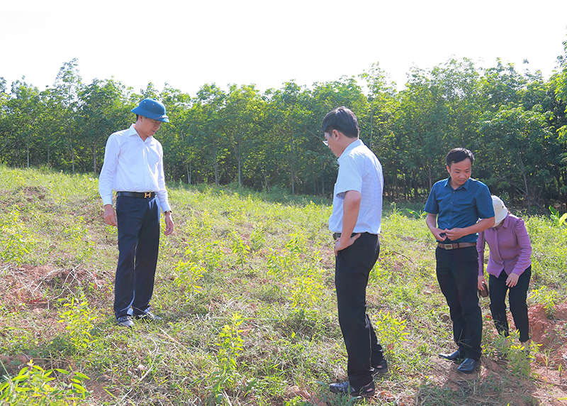 Trồng vùng nguyên liệu và cải tiến công nghệ chiết xuất tinh dầu tràm gió