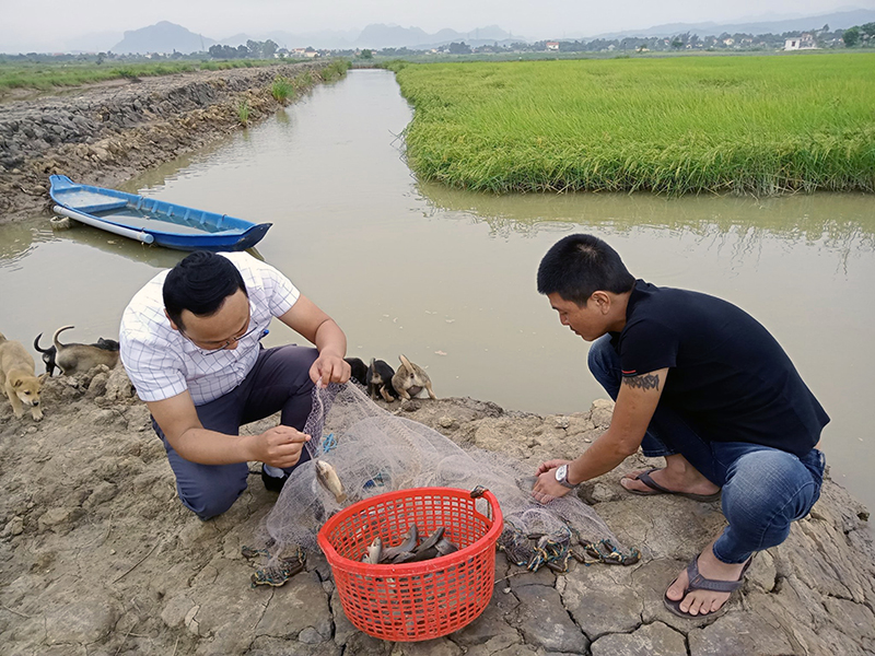 Triển vọng từ mô hình cá-lúa hữu cơ kết hợp