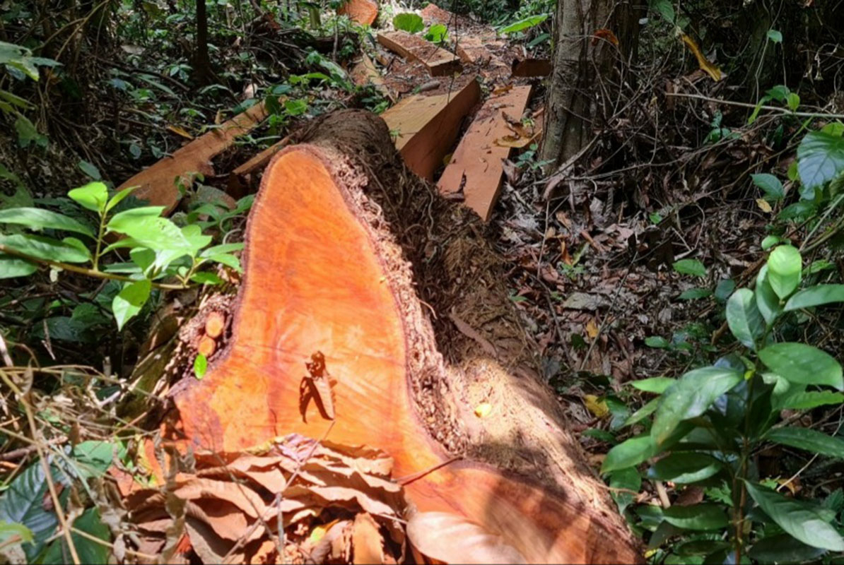 Quảng Ninh: Tập trung xác minh vụ phá rừng phòng hộ tại xã Trường Sơn