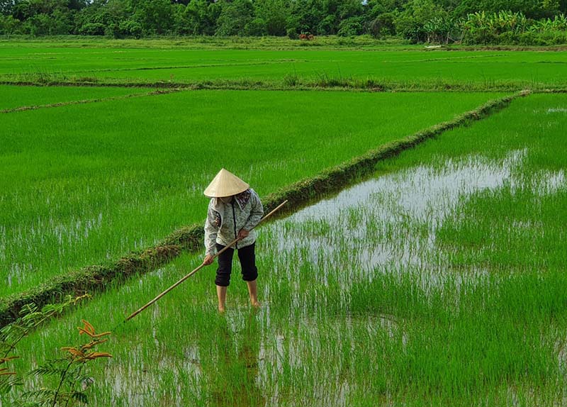 Hướng đến vụ mùa thắng lợi