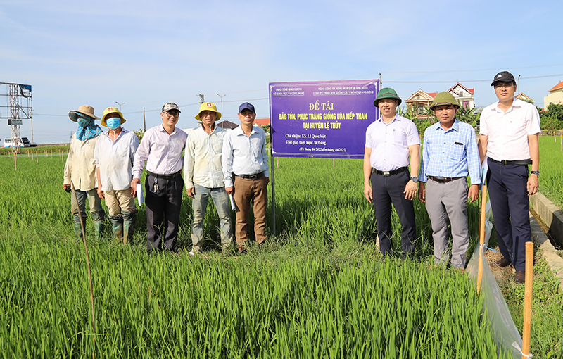 Bảo tồn, phục tráng giống lúa nếp than