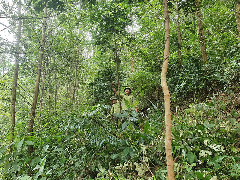 Toàn tỉnh có 2.270ha rừng cây bản địa