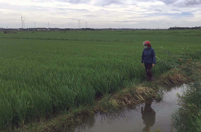 Quảng Ninh: Hơn 250ha lúa bị sâu bệnh và chuột gây hại