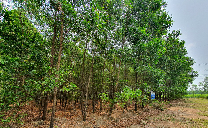 Tăng cường công tác bảo vệ và phát triển rừng