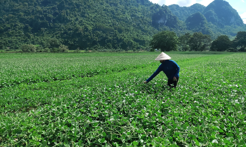 Hỗ trợ đồng bào dân tộc thiểu số phát triển kinh tế