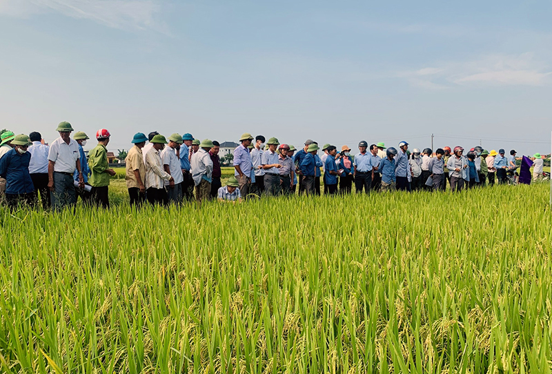 Hội thảo đầu bờ mô hình sản xuất các giống lúa mới theo tiêu chuẩn VietGAP
