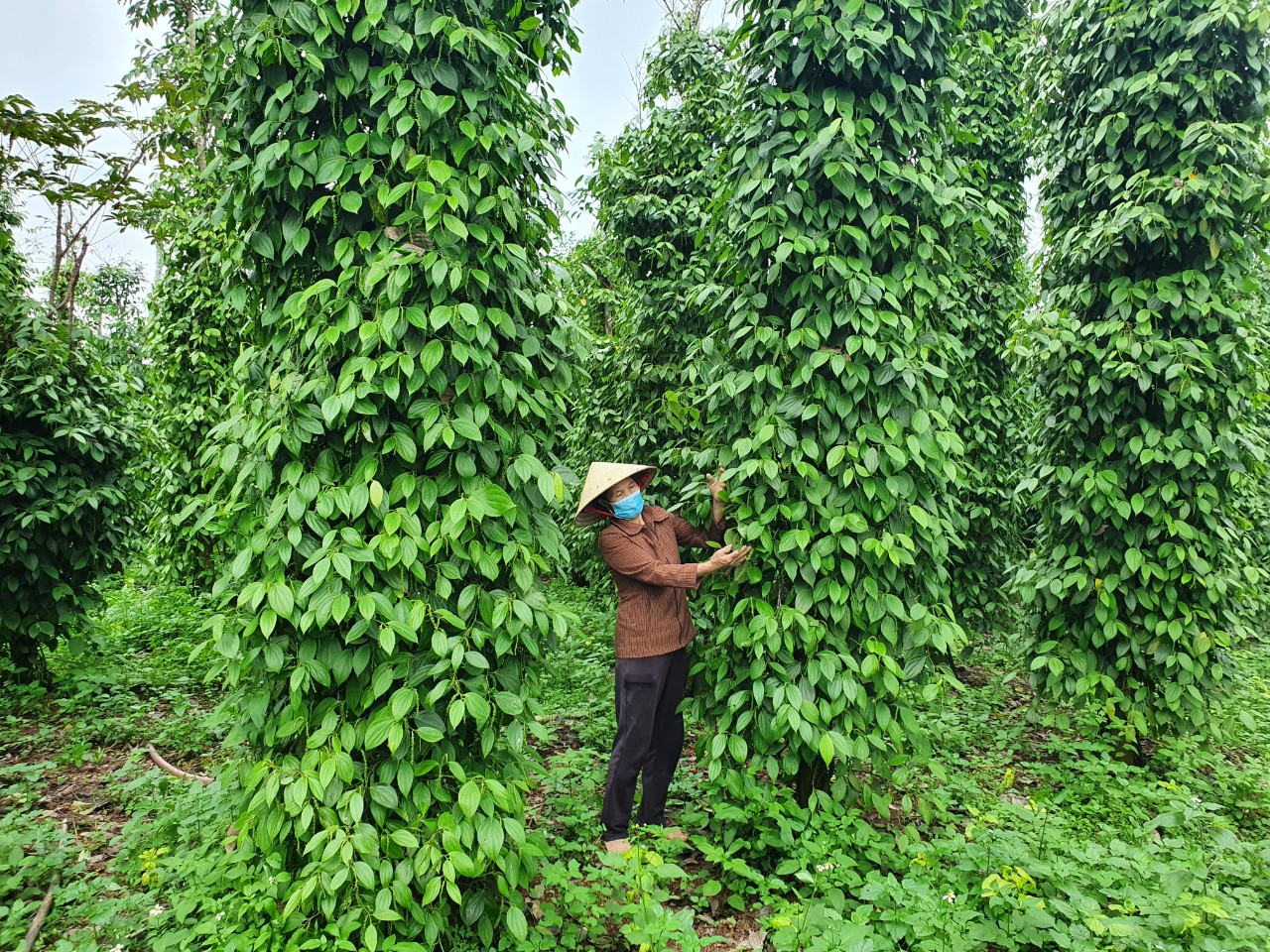 Kế hoạch thưc hiện Chương trình mục tiêu quốc gia xây dựng nông thôn mới giai đoạn 2021-2025