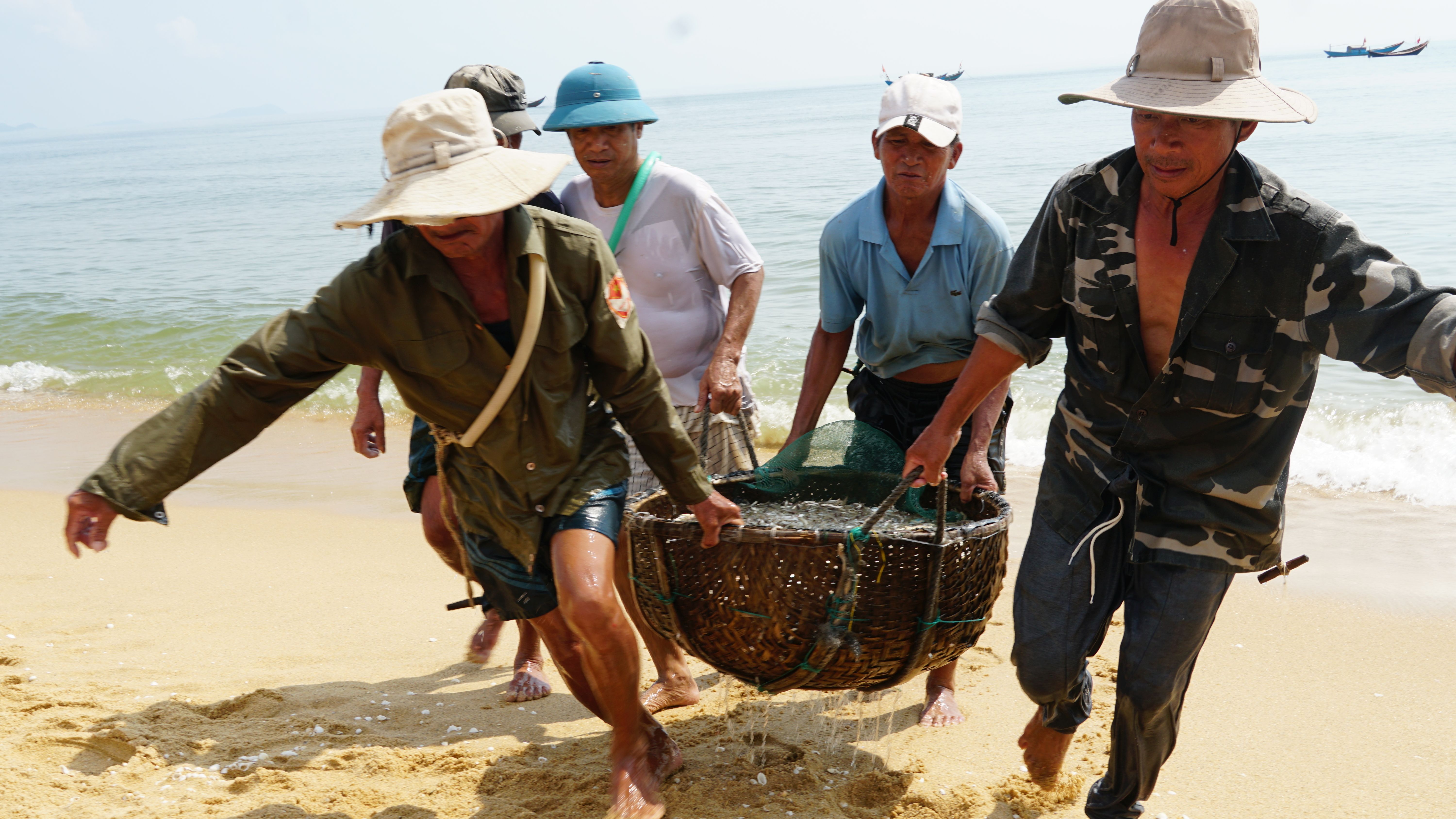 Ngư dân trúng đậm cá cơm